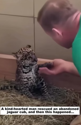 N2105001_A kind-hearted man rescued an abandoned jaguar cub, and then this happened…PART 2