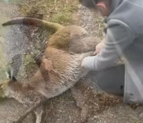 N2105012_A kind lady rescued a baby kangaroo that had lost its mother and then this happened…PART 2