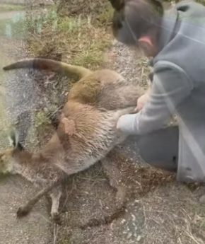 N2105012_A kind lady rescued a baby kangaroo that had lost its mother and then this happened…PART 2