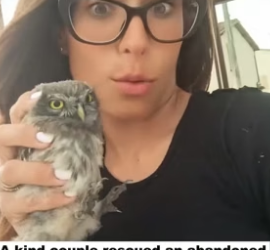 N2105008_A kindhearted couple rescued an abandoned baby owl, and then this happened…PART 2