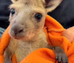 D1905019_A kind woman rescued a fallen baby kangaroo, and then…PART 2