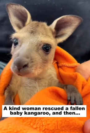 D1905019_A kind woman rescued a fallen baby kangaroo, and then…PART 2
