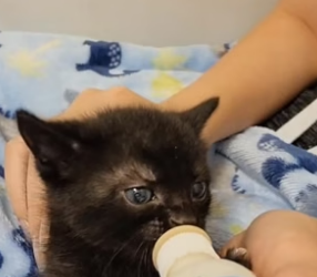 B2804009_Girl found a kitten stuck on the highway and adopted it PART 2