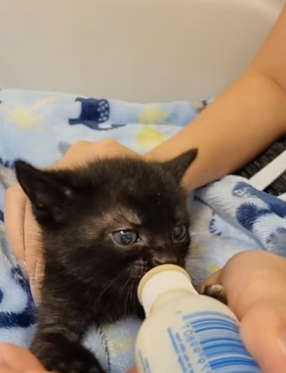B2804009_Girl found a kitten stuck on the highway and adopted it PART 2