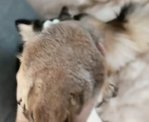 B2804010_My dog brought home a prairie dog and I adopted it PART 2