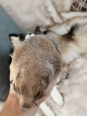 B2804010_My dog brought home a prairie dog and I adopted it PART 2