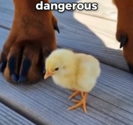 S2005009_My Dog Is The Best Friend Of A Little Chicken PART 2