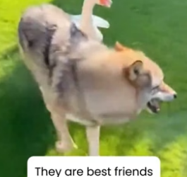 S2005023_A Wild Wolf Is My Goose Best Friend � PART 2