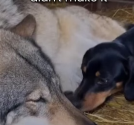 S2005014_Dachshund Adopted Wolfs Pups Because Their Mother Passed Away PART 2