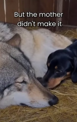 S2005014_Dachshund Adopted Wolfs Pups Because Their Mother Passed Away PART 2