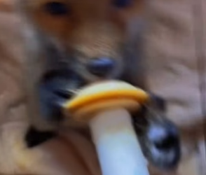 B2804011_Man rescued a baby fox stuck its head in a jar and it followed him home PART 2
