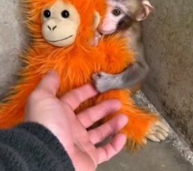 S2005008_This Little Monkey Thought This Plushie Was His Mom PART 2