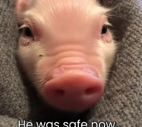 S2005004_His Mother Rejected This Little Piglet For Being Too Small PART 2