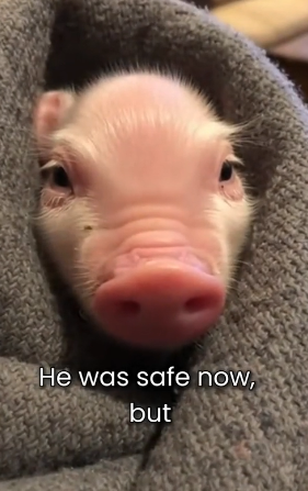 S2005004_His Mother Rejected This Little Piglet For Being Too Small PART 2