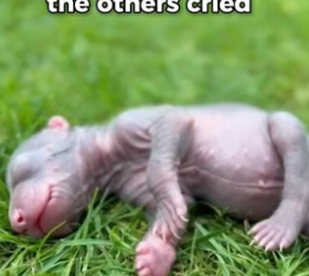 S2005002_My French Bulldog Saved A Newborn Bear Cub PART 2