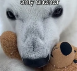 S2005001_His Only Friend Is A Teddy Bear � PART 2