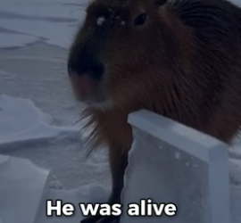 S2005029_Capybara Froze Solid While Sleeping PART 2