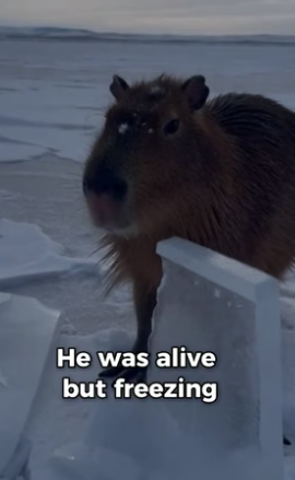 S2005029_Capybara Froze Solid While Sleeping PART 2
