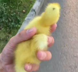 B2804012_Man found a lost duckling on the road and brought it home PART 2