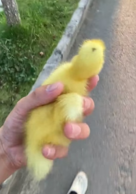 B2804012_Man found a lost duckling on the road and brought it home PART 2