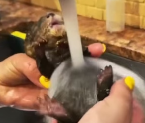B3004001_Man rescued a baby otter from dogs attack and adopted it PART 2