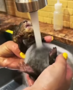 B3004001_Man rescued a baby otter from dogs attack and adopted it PART 2