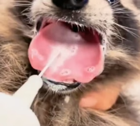 B3004002_I found a lost baby raccoon on the road and brought it home PART 2