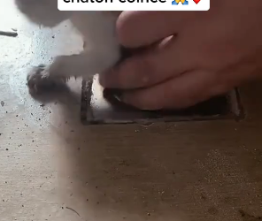 P2305012_Au boulot je trouve ce petit animal coincé en rénovant une maison �❤️ PART 2