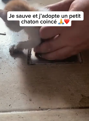 P2305012_Au boulot je trouve ce petit animal coincé en rénovant une maison �❤️ PART 2