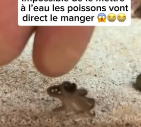 P2305009_J’trouve un ptit poulpe dans un coquillage sur la plage et je l’adopte ❤️❤️ PART 2