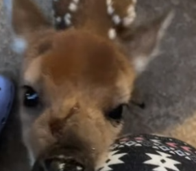 B2305011_Girl found a lost baby deer and adopted it PART 2