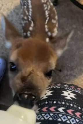 B2305011_Girl found a lost baby deer and adopted it PART 2