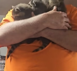B2305009_Man found 3 baby raccoons lost their mother and adopted them PART 2