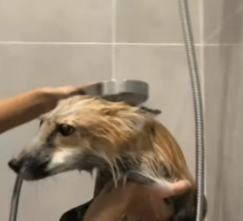 B2305008_Girl rescued a fox stuck in canal and adopted it PART 2