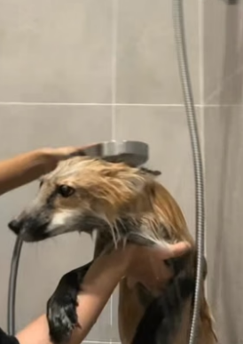 B2305008_Girl rescued a fox stuck in canal and adopted it PART 2