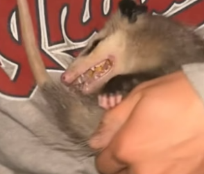 B2305007_This woman found an opossum in her backyard and adopted it PART 2