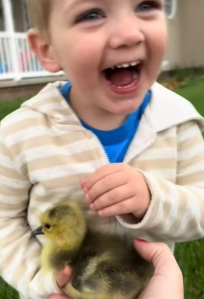 B2305006_My dog found a baby goose and we decided to adopted it PART 2