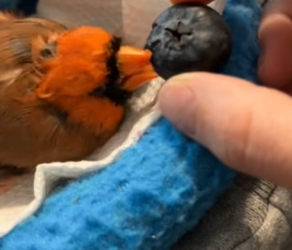 B2305005_This woman found a cardinal in her garden and adopted it PART 2