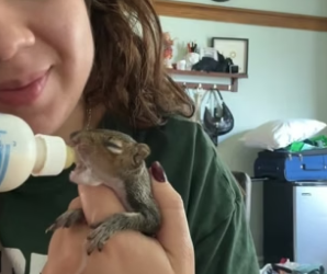 B2305004_Man found a baby squirrel in car engine and adopted it PART 2