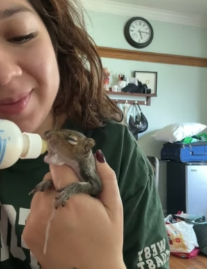 B2305004_Man found a baby squirrel in car engine and adopted it PART 2
