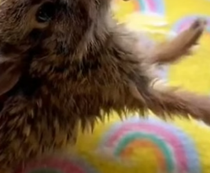 B2305003_This baby rabbit lost its mother and begged the girl for help PART 2