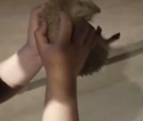 B2305002_This couple rescued a hedgehog stuck its head in a jar and adopted it PART 2