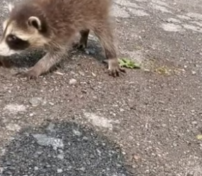 B2305001_Man found a baby raccoon sleeping in the middle of the road and brought it home PART 2