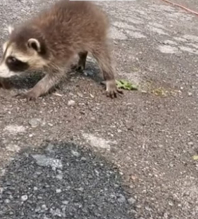 B2305001_Man found a baby raccoon sleeping in the middle of the road and brought it home PART 2