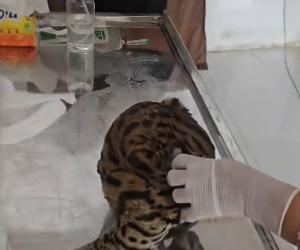 D2305012_A kind couple rescued an injured leopard cat, and then this happened…PART 2