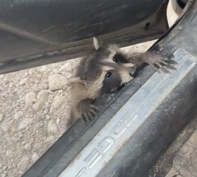 D2305011_A kind family rescued a raccoon that had lost its home, and then…PART 2