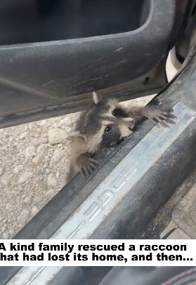 D2305011_A kind family rescued a raccoon that had lost its home, and then…PART 2
