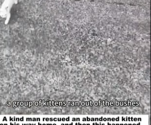 D2305009_A kind man rescued an abandoned kitten on his way home, and then this happened…PART 2