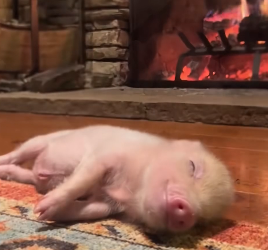 D2305008_A kind woman rescued an abandoned piglet, and then this happened…PART 2