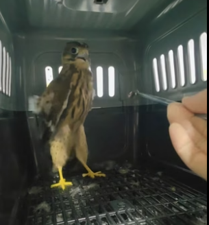 D2305007_A kind woman rescued an injured kestrel chick, and then…PART 2